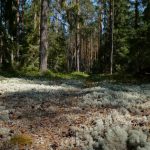 Explore a tranquil forest bathed in sunlight, with lush moss on the forest floor creating a serene atmosphere.